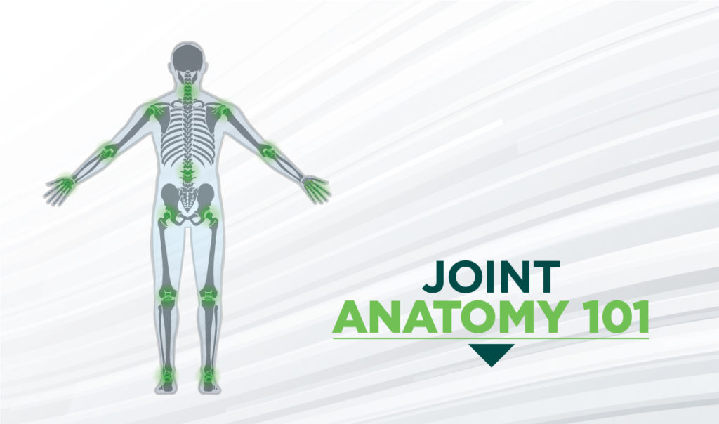 Joint Anatomy Medica Solutions